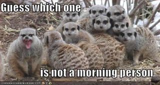 Funny-pictures-morning-person-lemurs[1]
