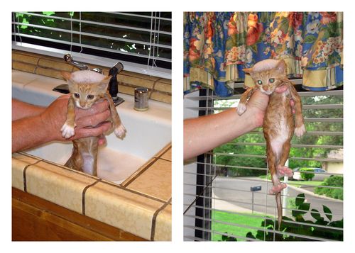 Buddy's birthday blog3