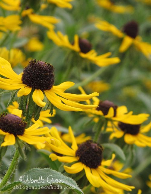 YELLOW FLOWERS