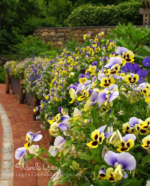 PANSIES