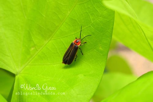 BUG ON LEAF