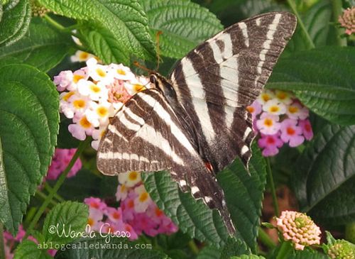 BUTTERFLY