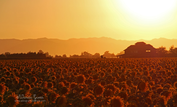 SUNFLOWER SUNSET SUNFLOWER SUNSET