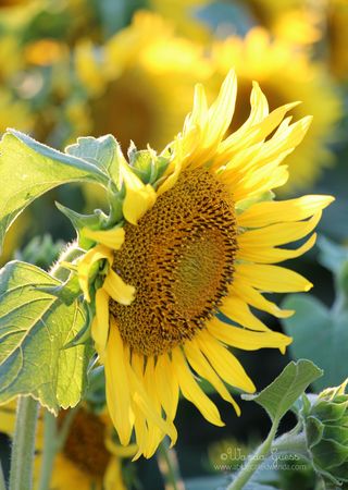 SUNFLOWER SUNSET SUNFLOWER SUNSET