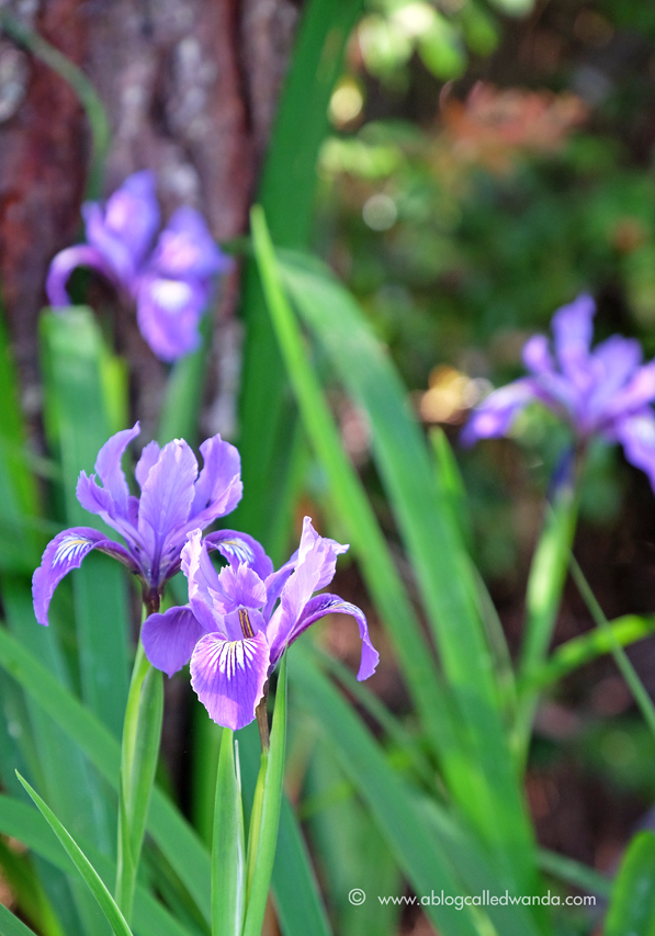 Mendocino Botanical Garden