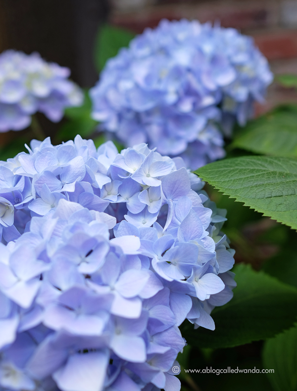 Nikko Blue Hydrangea