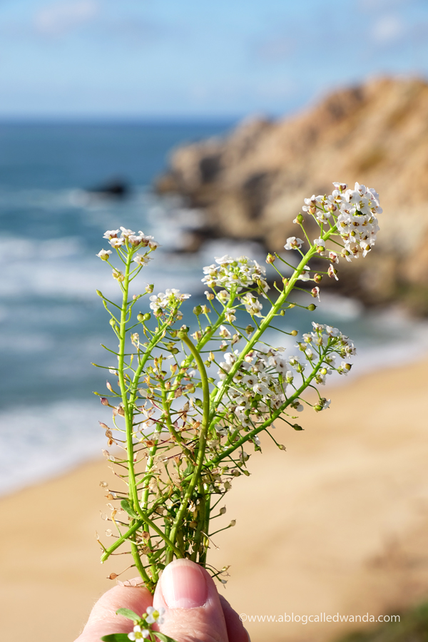 California ocean. Pacifica California ocean. Pacifica