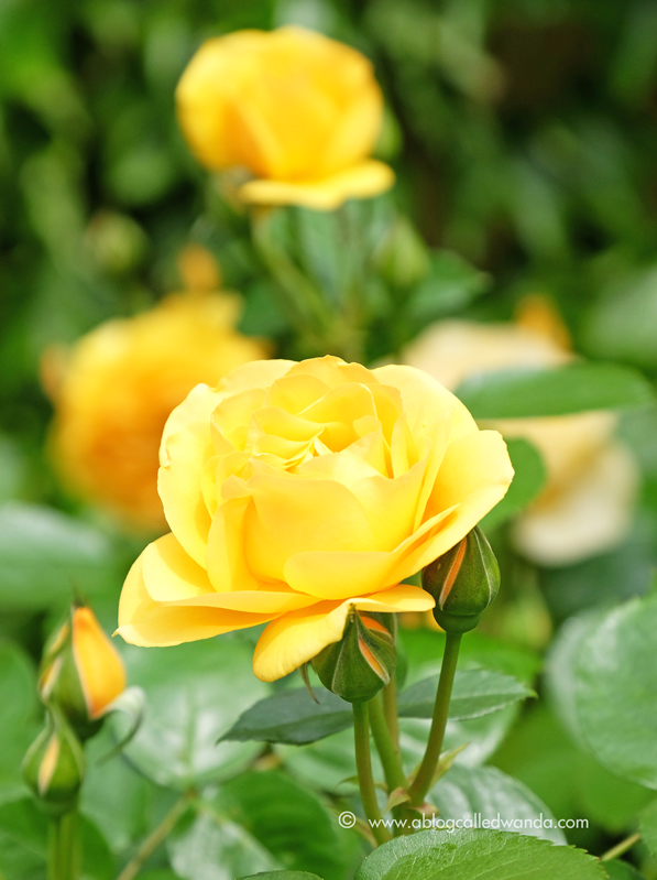 Yellow roses