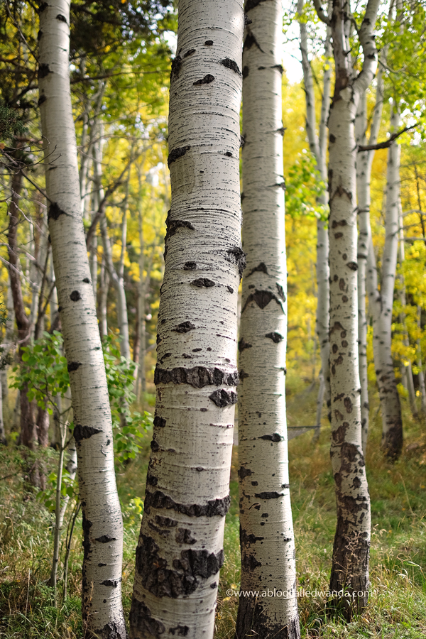 Aspen Trees Lake Tahoe Aspen Trees Lake Tahoe