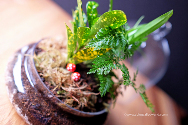 Indoor garden terrarium - Syndicate Home Gardening