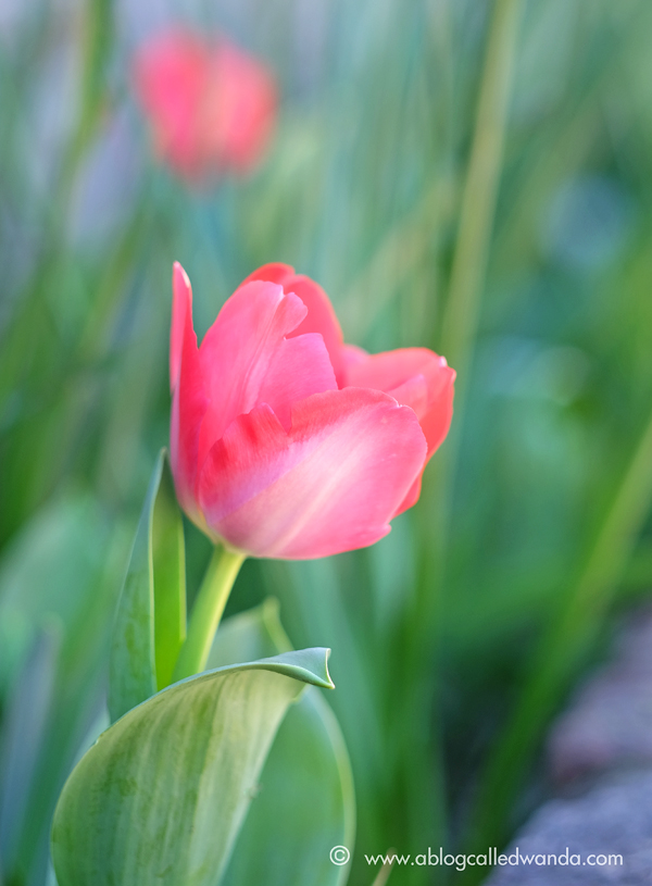 1 blog