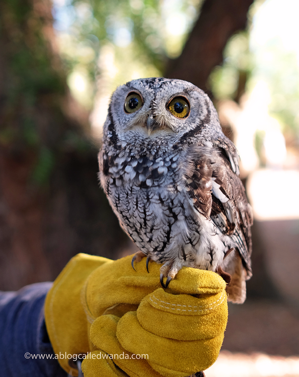 California Raptor Center