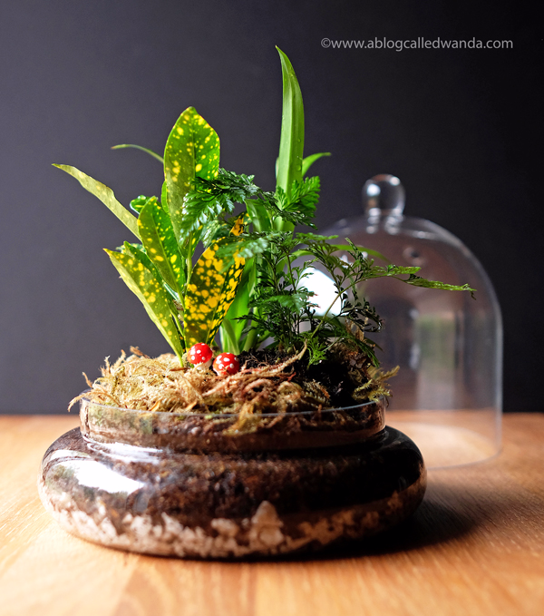 Terrarium - make your own