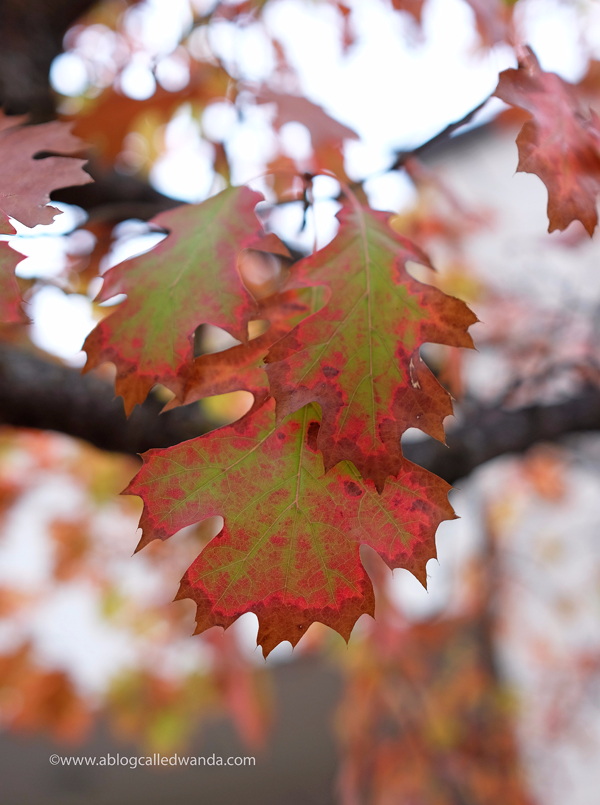 Fall leaves in California