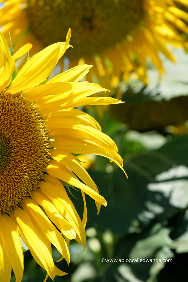 Yolo County Sunflower Fields. Sunflower photos