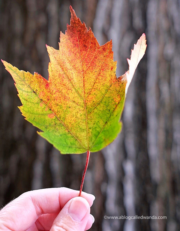 Fall Foliage Seattle Washington