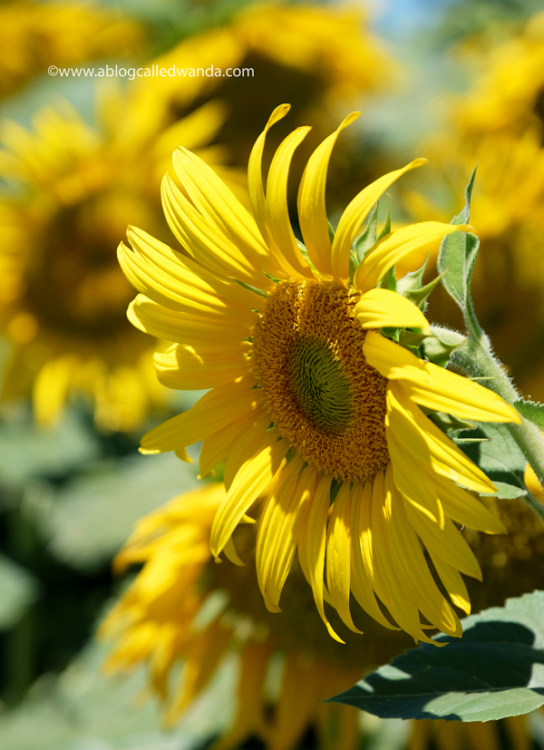 Yolo County Sunflower Fields. Sunflower photos