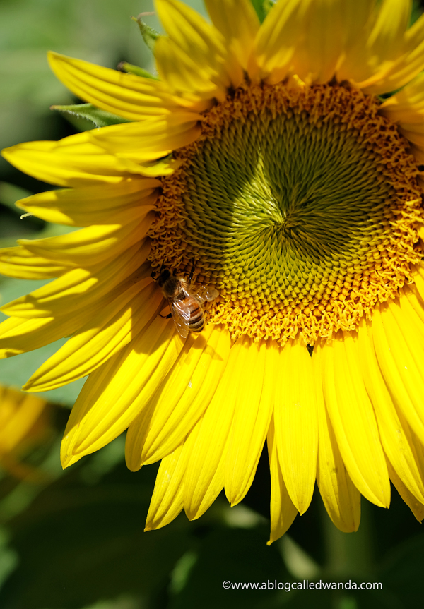 bees and sunflowers California