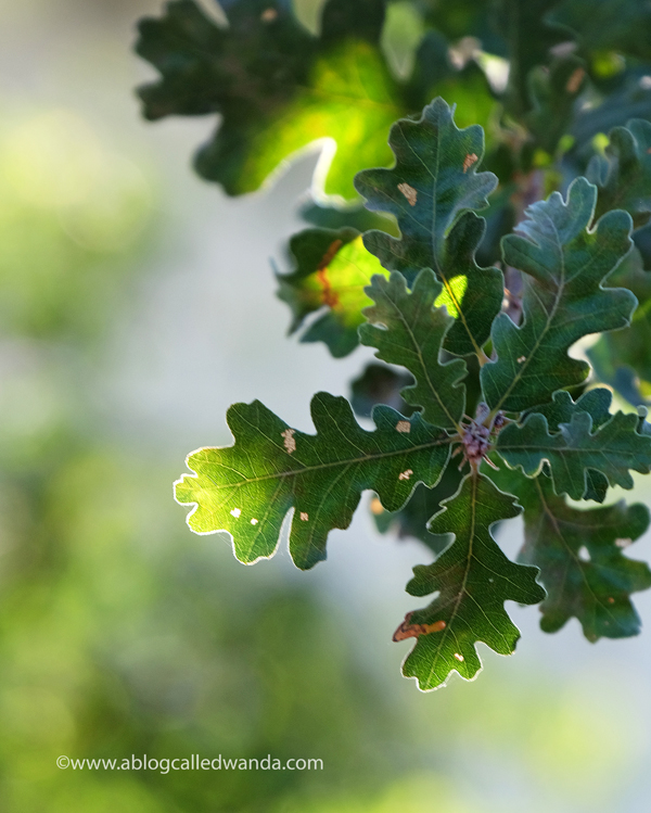 California Live Oak
