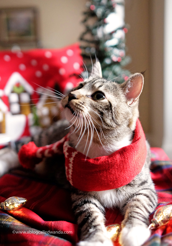 Lucky Guess A Blog Called Wanda