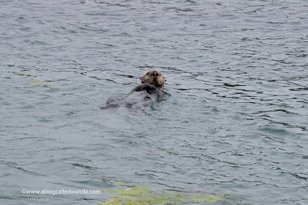 Sea otters Moss Landing California