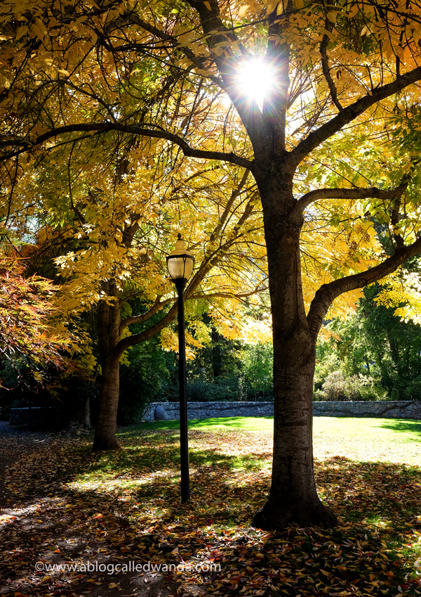 Happy Thanksgiving 2019 Ashland Oregon Lithia Park Wanda Guess photo