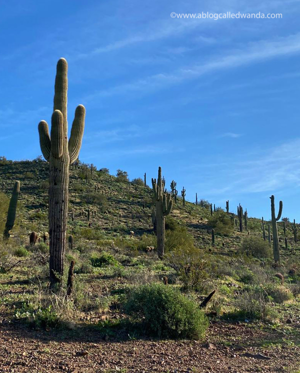 Sedona Arizona, red rocks, arizona tourism, where to go in arizona, desert, wanda guess, a blog called wanda
