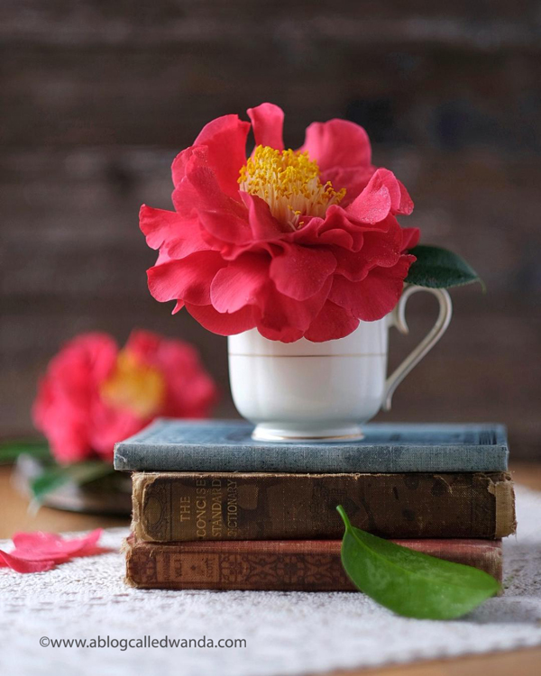 Camellias - Red Camellias from Sacramento California. Flower photos. Wanda Guess