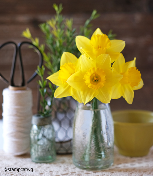 Daffodils in California!