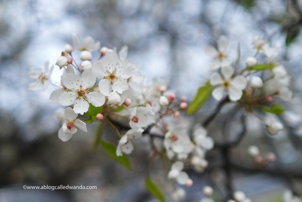 hand embroidery, floral embroidery, embroidery kit, easy embroidery, beginner, thread, floss, hoop, wanda guess, a blog called wanda, spring