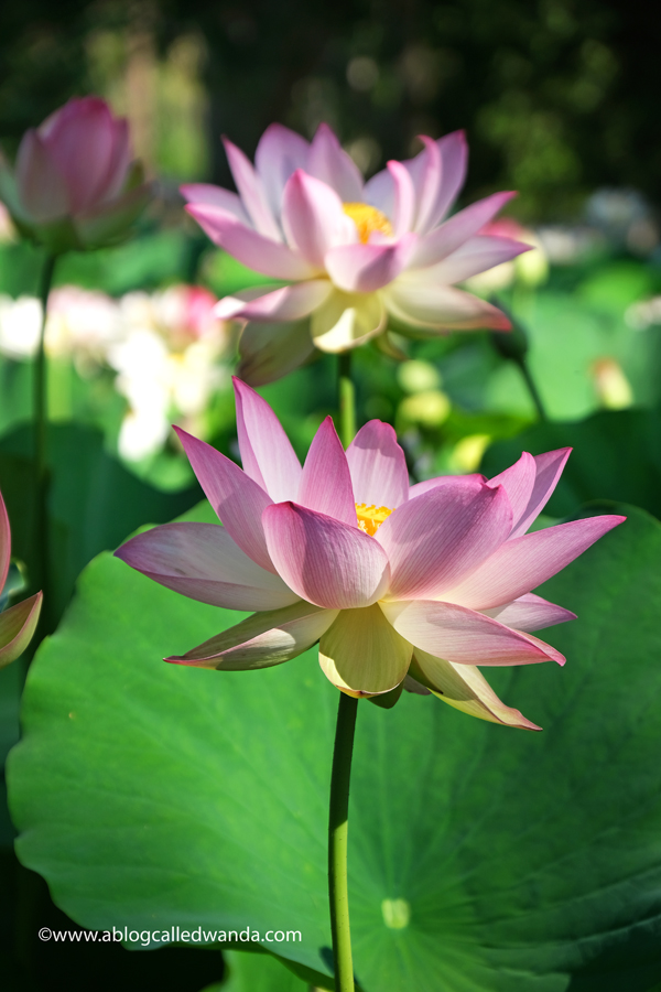 william land park, lotus bloom, sacred lotus, water lotus, sacramento, pond, tall lotus, photos of lotus flowers, sacramento things to do, sacramento parks, wanda guess