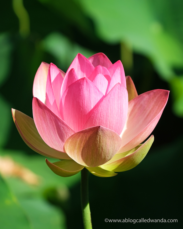 william land park, lotus bloom, sacred lotus, water lotus, sacramento, pond, tall lotus, photos of lotus flowers, sacramento things to do, sacramento parks, wanda guess