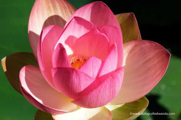 william land park, lotus bloom, sacred lotus, water lotus, sacramento, pond, tall lotus, photos of lotus flowers, sacramento things to do, sacramento parks, wanda guess