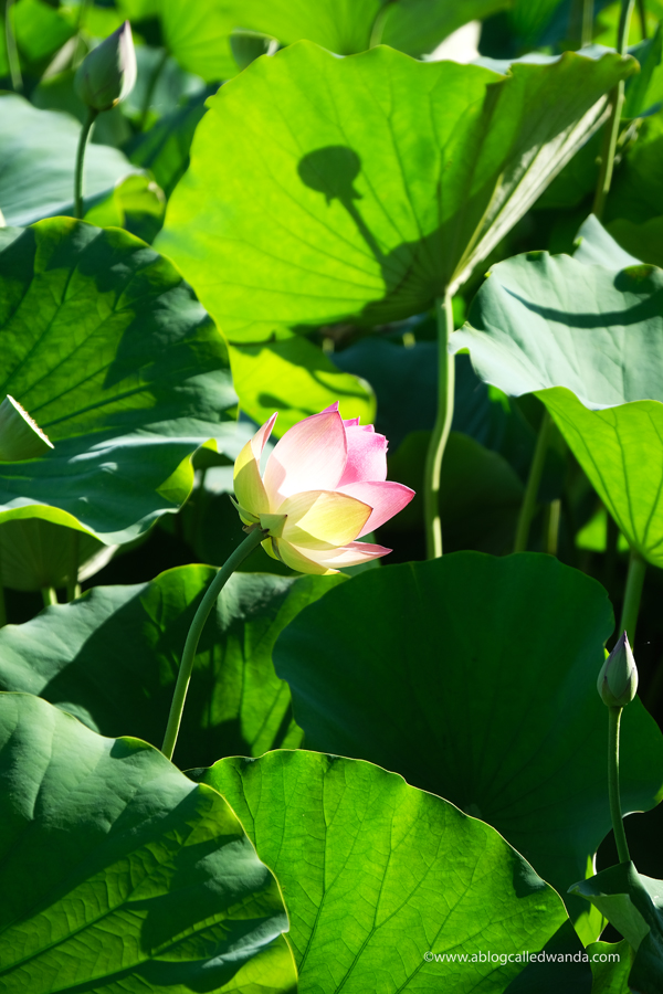 william land park, lotus bloom, sacred lotus, water lotus, sacramento, pond, tall lotus, photos of lotus flowers, sacramento things to do, sacramento parks, wanda guess