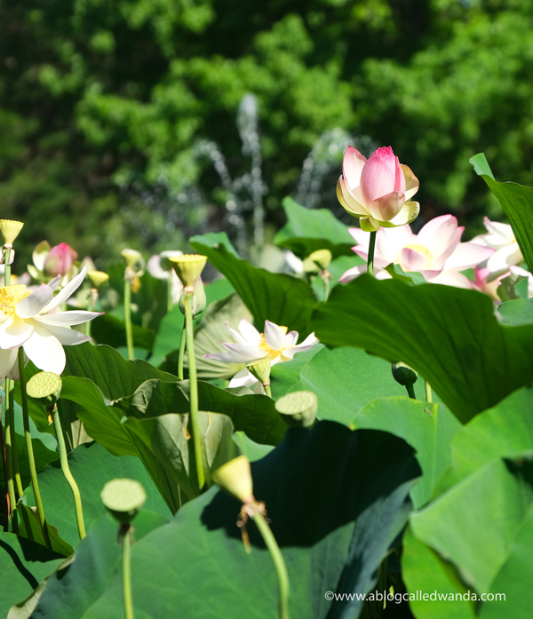 william land park, lotus bloom, sacred lotus, water lotus, sacramento, pond, tall lotus, photos of lotus flowers, sacramento things to do, sacramento parks, wanda guess