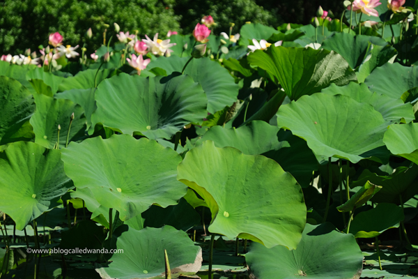 william land park, lotus bloom, sacred lotus, water lotus, sacramento, pond, tall lotus, photos of lotus flowers, sacramento things to do, sacramento parks, wanda guess