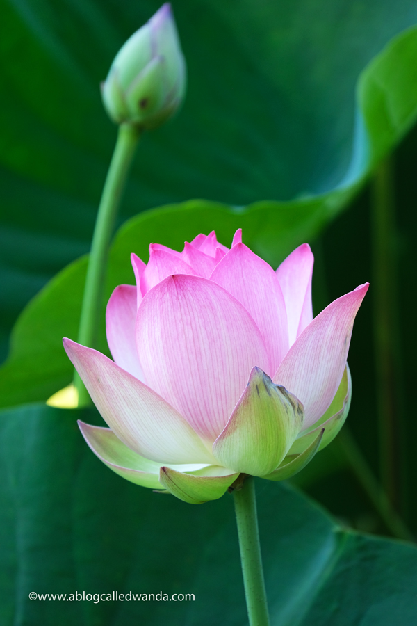 william land park, lotus bloom, sacred lotus, water lotus, sacramento, pond, tall lotus, photos of lotus flowers, sacramento things to do, sacramento parks, wanda guess