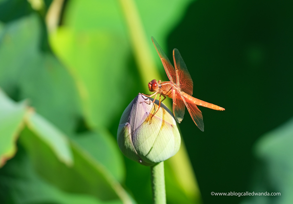william land park, lotus bloom, sacred lotus, water lotus, sacramento, pond, tall lotus, photos of lotus flowers, sacramento things to do, sacramento parks, wanda guess, dragonflies