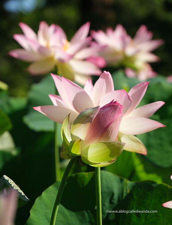 william land park, lotus bloom, sacred lotus, water lotus, sacramento, pond, tall lotus, photos of lotus flowers, sacramento things to do, sacramento parks, wanda guess