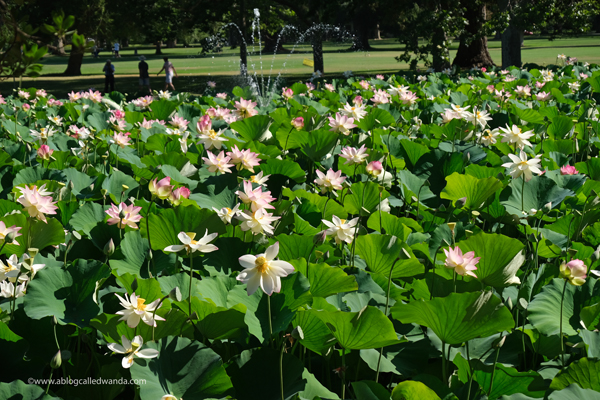 william land park, lotus bloom, sacred lotus, water lotus, sacramento, pond, tall lotus, photos of lotus flowers, sacramento things to do, sacramento parks, wanda guess