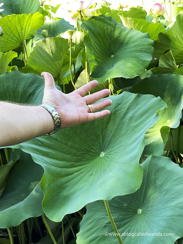 william land park, lotus bloom, sacred lotus, water lotus, sacramento, pond, tall lotus, photos of lotus flowers, sacramento things to do, sacramento parks, wanda guess