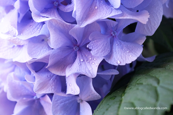 Nikko Blue Hydrangeas in California