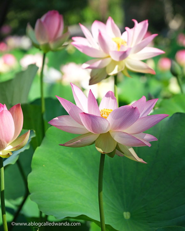 william land park, lotus bloom, sacred lotus, water lotus, sacramento, pond, tall lotus, photos of lotus flowers, sacramento things to do, sacramento parks, wanda guess