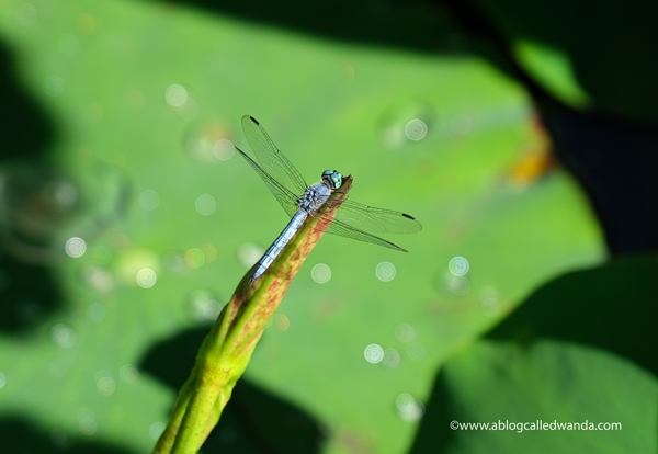 william land park, lotus bloom, sacred lotus, water lotus, sacramento, pond, tall lotus, photos of lotus flowers, sacramento things to do, sacramento parks, wanda guess, dragonflies