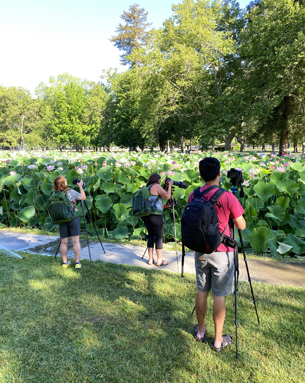 william land park, lotus bloom, sacred lotus, water lotus, sacramento, pond, tall lotus, photos of lotus flowers, sacramento things to do, sacramento parks, wanda guess