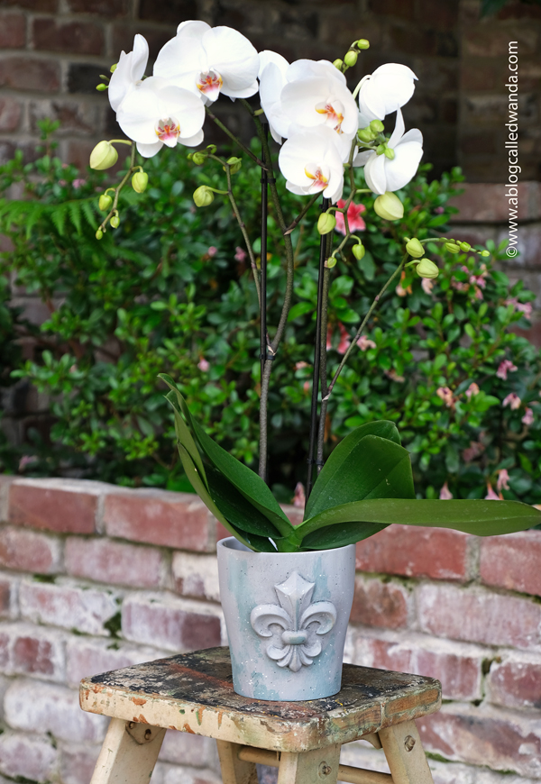 iron orchid designs, iron orchid molds, iron orchid designs ideas, orchid pot, iron orchid fleur de lis mold, resin casting, resin in iron orchid molds, annie sloan chalk paints, decorate a flower pot, gift ideas, annie sloan black wax, clear wax, annie sloan paris gray, ideas for resin, wanda guess, a blog called wanda