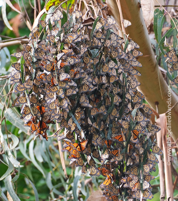 Day trip to Santa Cruz, Butterfly Sanctuary Santa Cruz, Natural Bridges State Beach, California day trips, California travel, Santa Cruz, Monarch Butterflies, Northern California beaches, Monarch butterflies, Wanda Guess