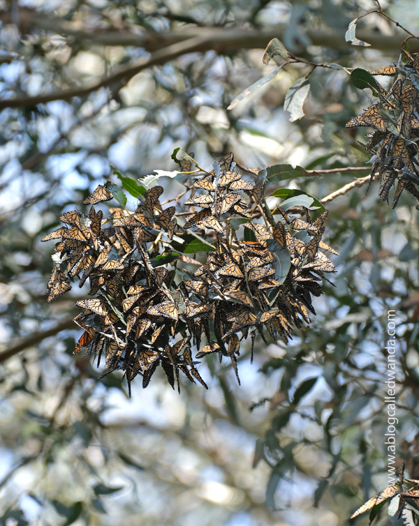 Day trip to Santa Cruz, Butterfly Sanctuary Santa Cruz, Natural Bridges State Beach, California day trips, California travel, Santa Cruz, Monarch Butterflies, Northern California beaches, Monarch butterflies, Wanda Guess