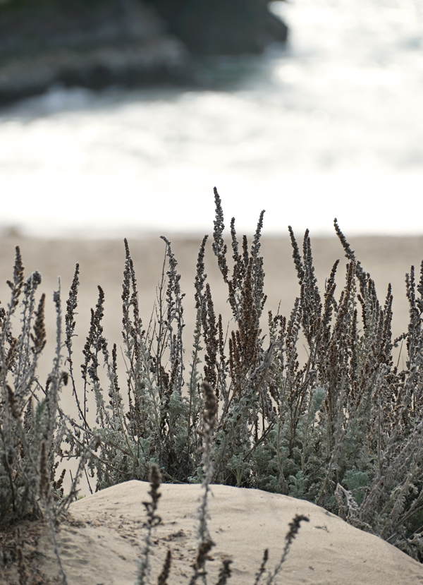 Day trip to Santa Cruz, Butterfly Sanctuary Santa Cruz, Natural Bridges State Beach, California day trips, California travel, Santa Cruz, Monarch Butterflies, Northern California beaches, Monarch butterflies, Wanda Guess
