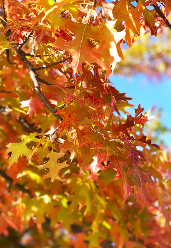 fall leaves northern california